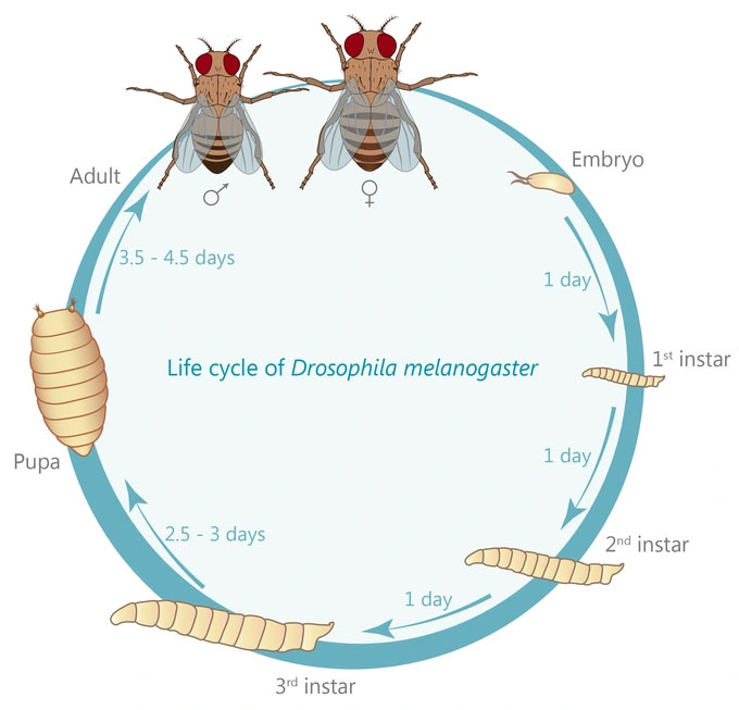 The life cycle of fruit flies.