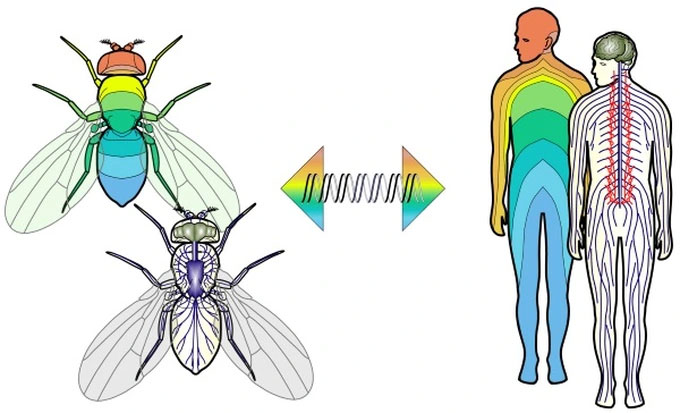 The genomes of flies and humans have striking similarities.